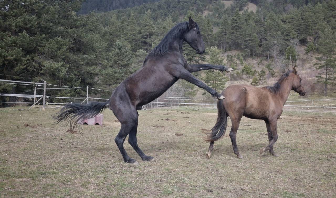 Stallion Akhal Teke For sale 2021 Black