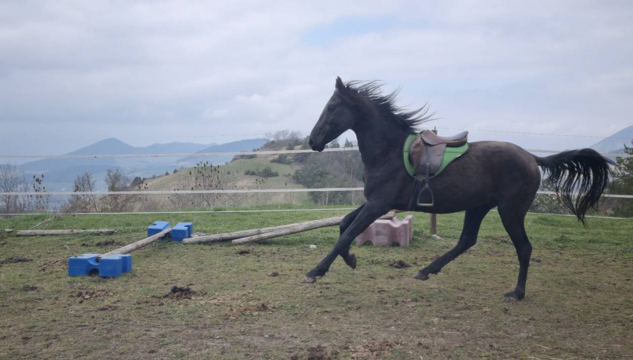 Stallion Akhal Teke For sale 2021 Black