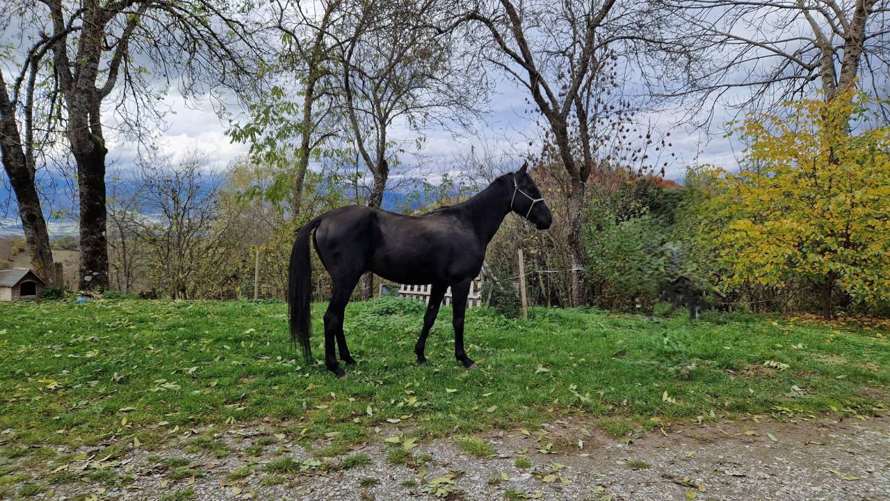 Stallion Akhal Teke For sale 2021 Black