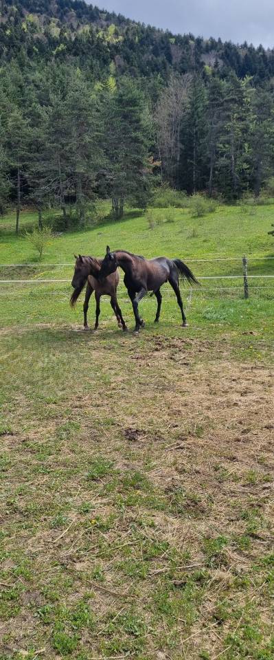 Stallion Akhal Teke For sale 2021 Black