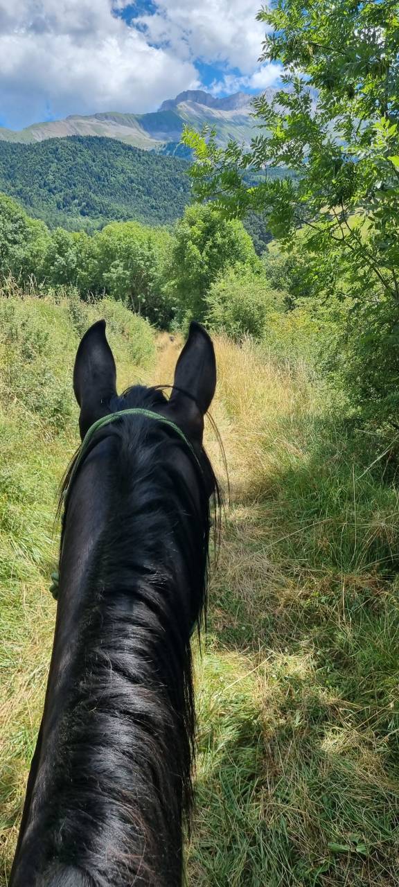 Stallion Akhal Teke For sale 2021 Black