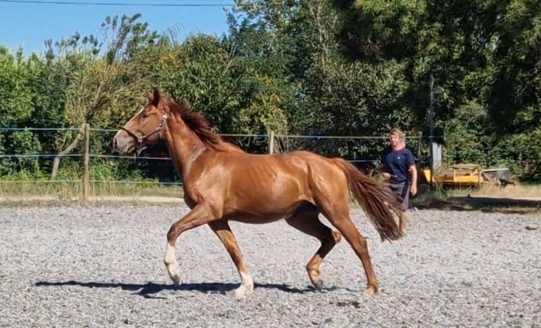 Gelding Selle Français For sale 2023 Chesnut