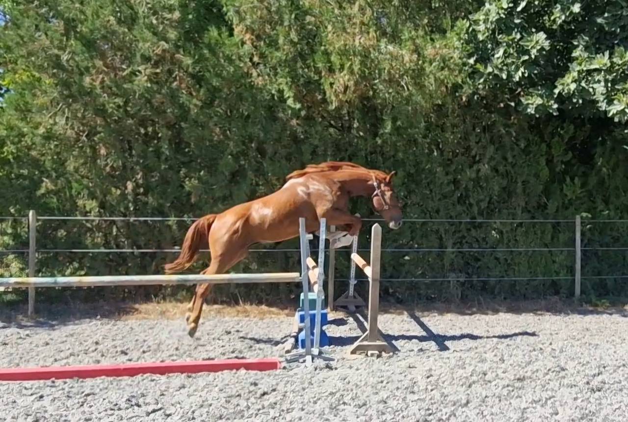 Gelding Selle Français For sale 2023 Chesnut