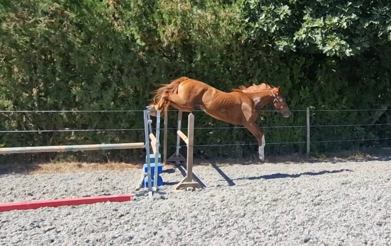 Gelding Selle Français For sale 2023 Chesnut