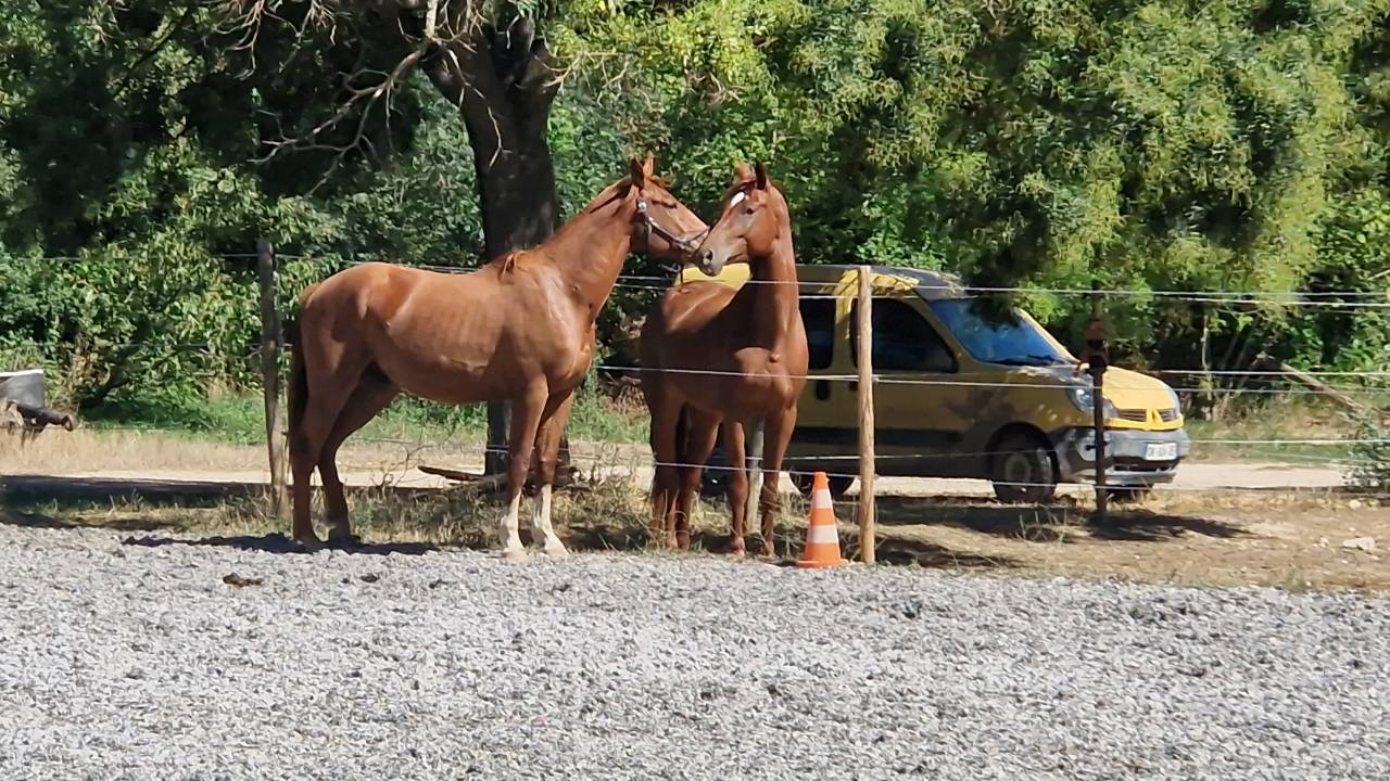 Gelding Selle Français For sale 2023 Chesnut