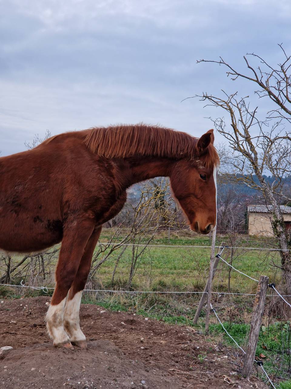 Gelding Selle Français For sale 2023 Chesnut