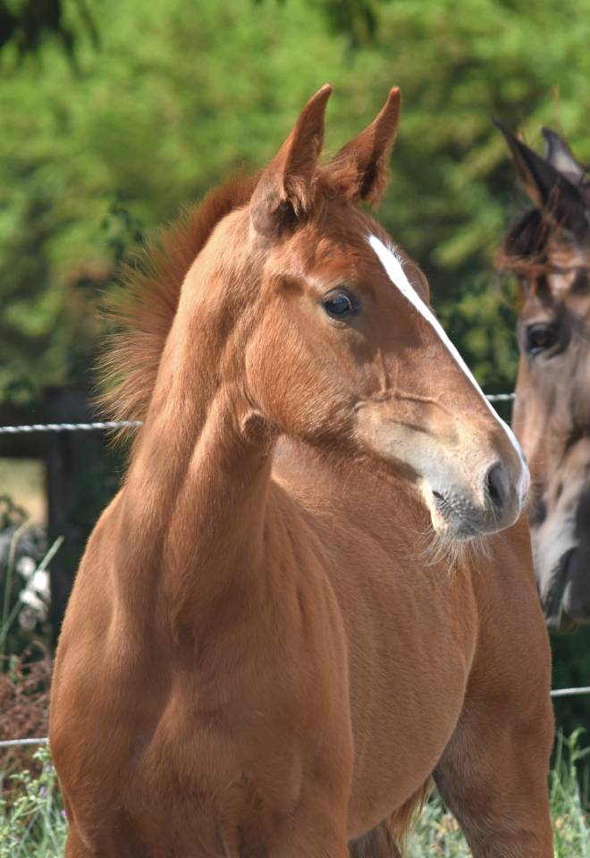 Gelding Selle Français For sale 2023 Chesnut