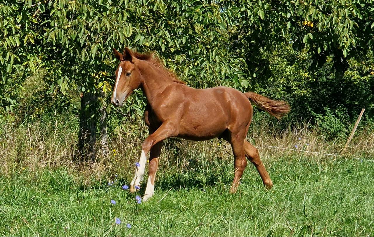 Gelding Selle Français For sale 2023 Chesnut