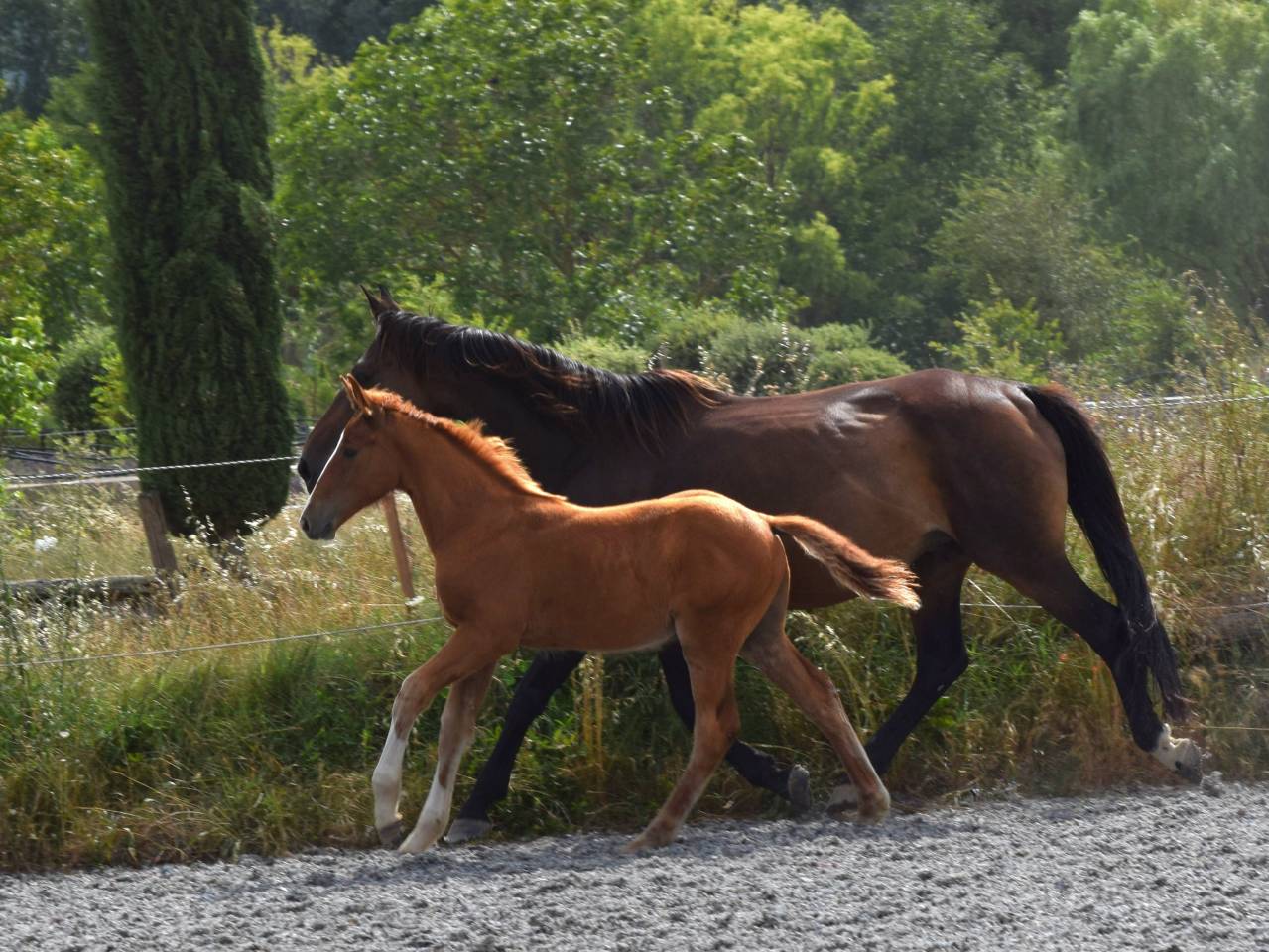Gelding Selle Français For sale 2023 Chesnut