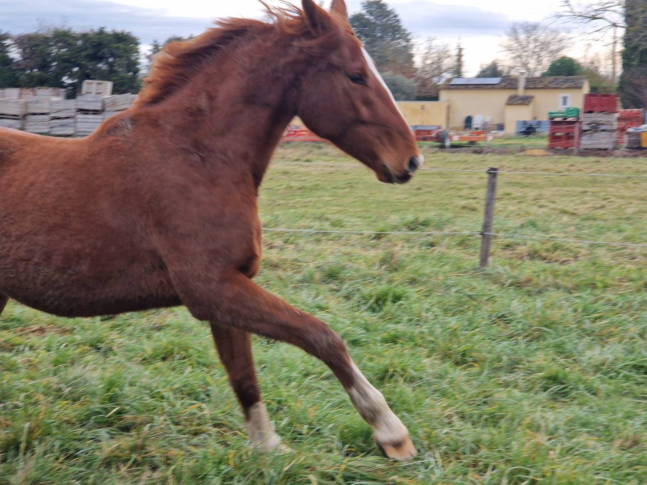 Gelding Selle Français For sale 2023 Chesnut