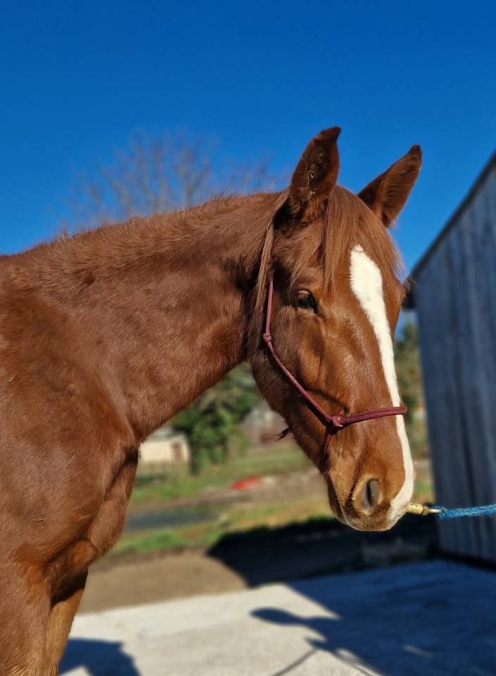 Gelding Selle Fran&ccedil;ais For sale 2023 Chesnut
