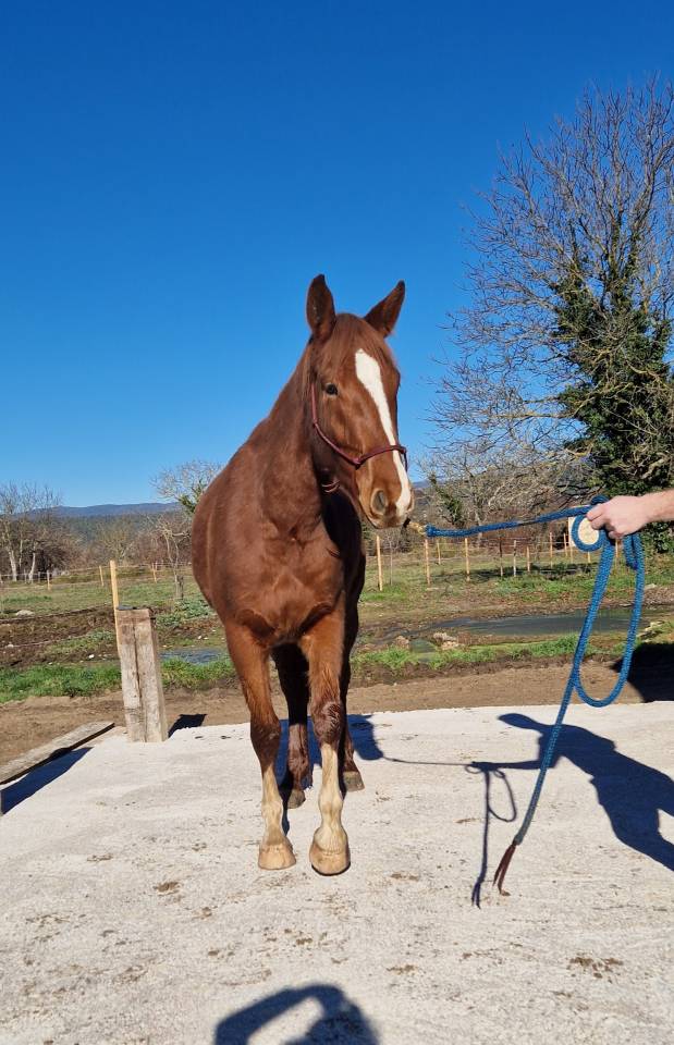 Gelding Selle Fran&ccedil;ais For sale 2023 Chesnut