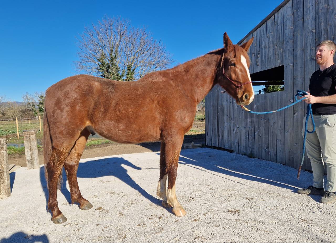 Gelding Selle Fran&ccedil;ais For sale 2023 Chesnut