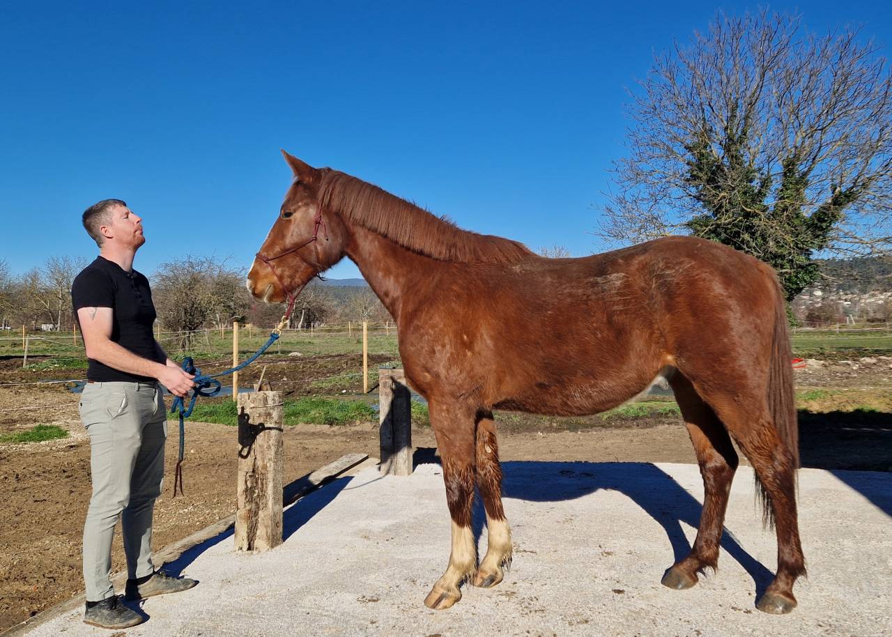 Gelding Selle Fran&ccedil;ais For sale 2023 Chesnut