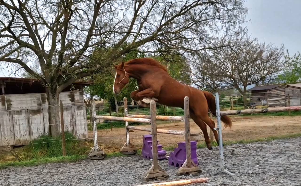 Gelding Selle Fran&ccedil;ais For sale 2023 Chesnut