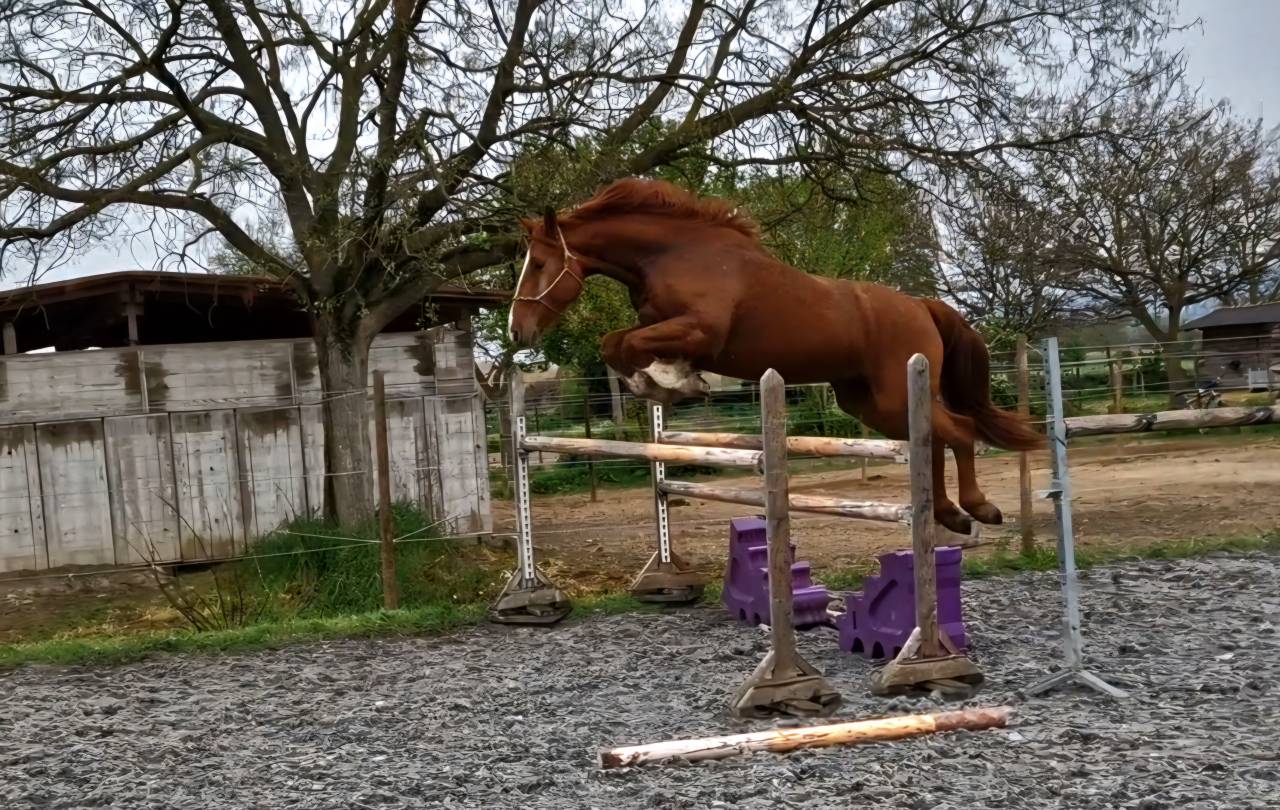 Gelding Selle Fran&ccedil;ais For sale 2023 Chesnut