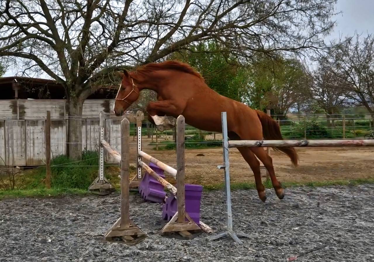 Gelding Selle Fran&ccedil;ais For sale 2023 Chesnut