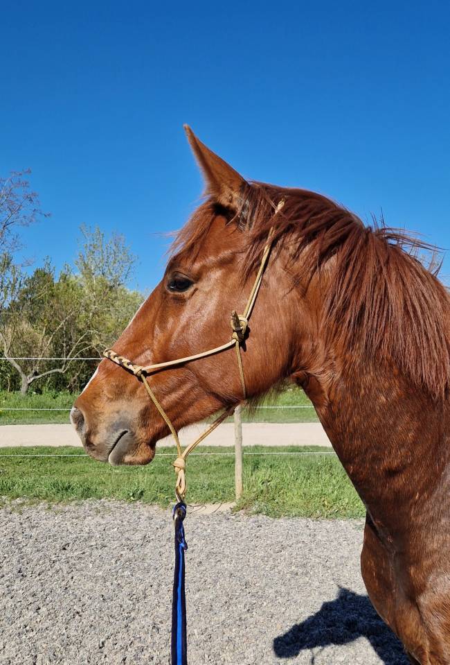 Gelding Selle Fran&ccedil;ais For sale 2023 Chesnut