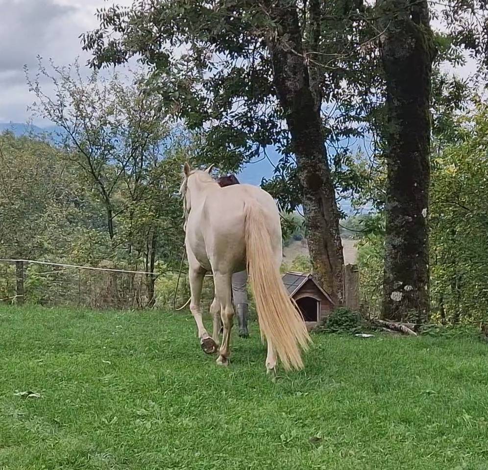 Mare Akhal Teke For sale 2021 Cremello