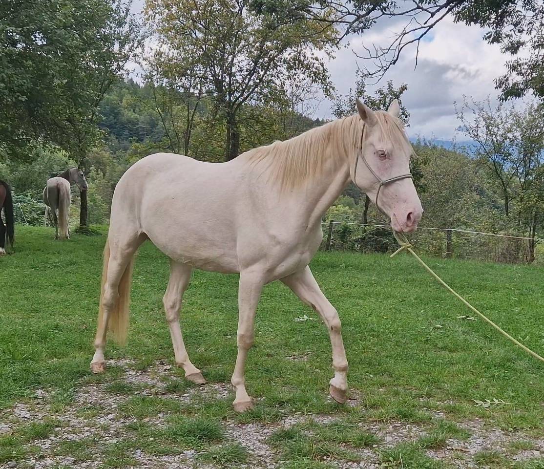 Mare Akhal Teke For sale 2021 Cremello