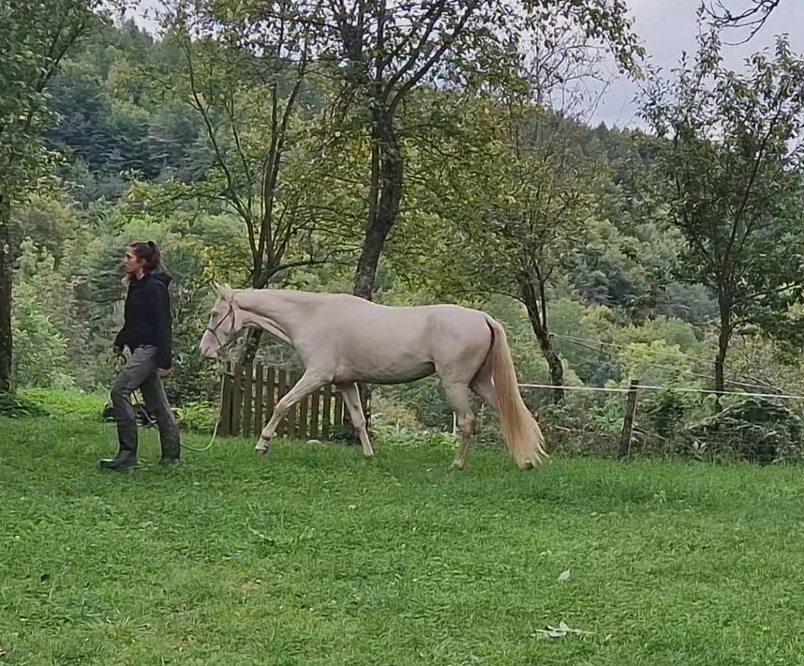 Mare Akhal Teke For sale 2021 Cremello