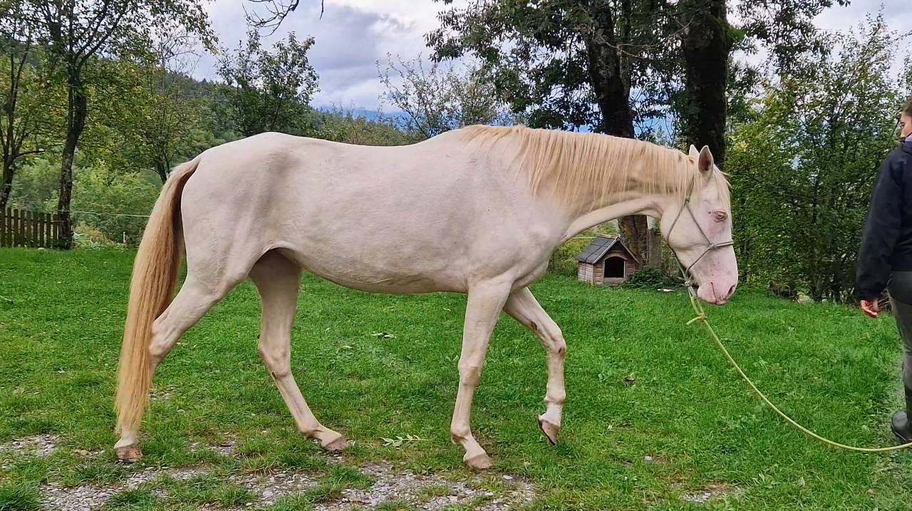 Mare Akhal Teke For sale 2021 Cremello