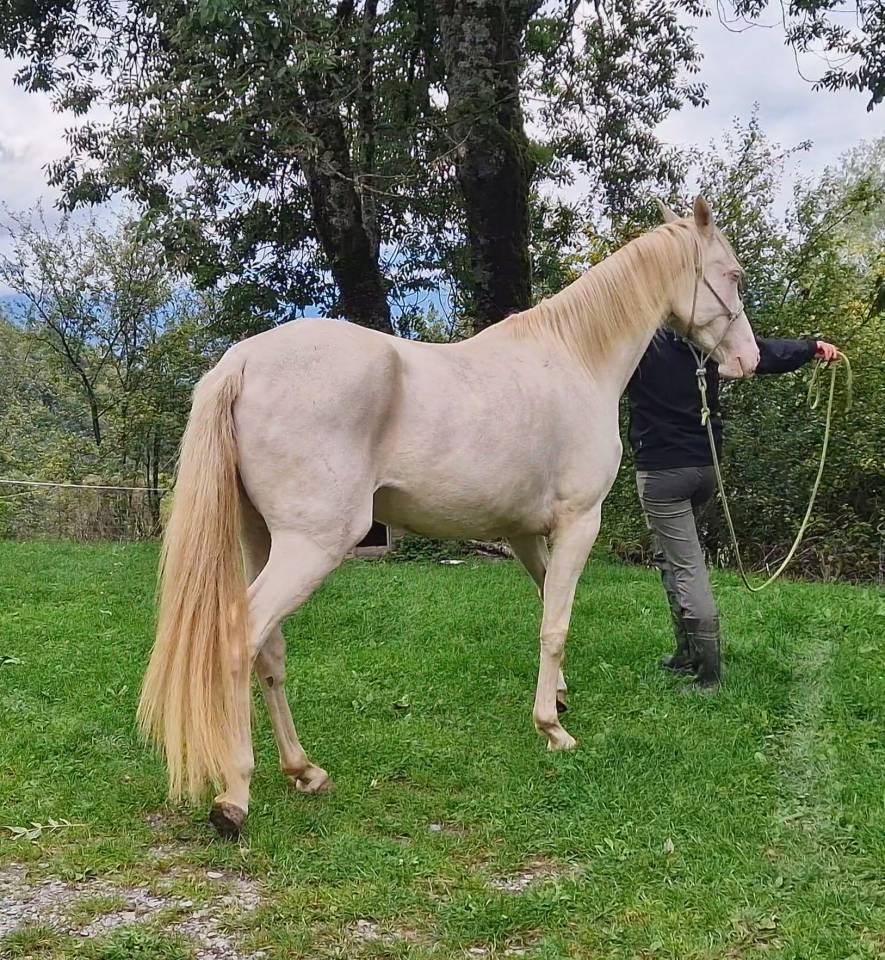 Mare Akhal Teke For sale 2021 Cremello