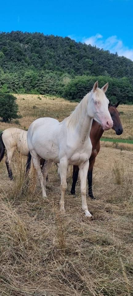 Mare Akhal Teke For sale 2021 Cremello