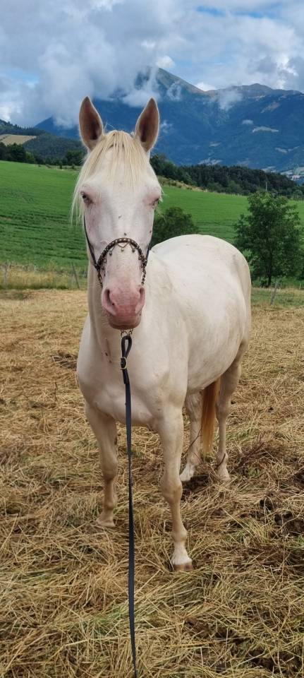 Mare Akhal Teke For sale 2021 Cremello