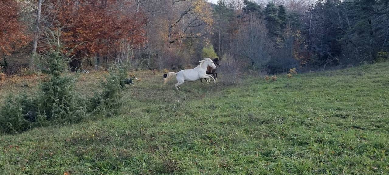 Mare Akhal Teke For sale 2021 Cremello
