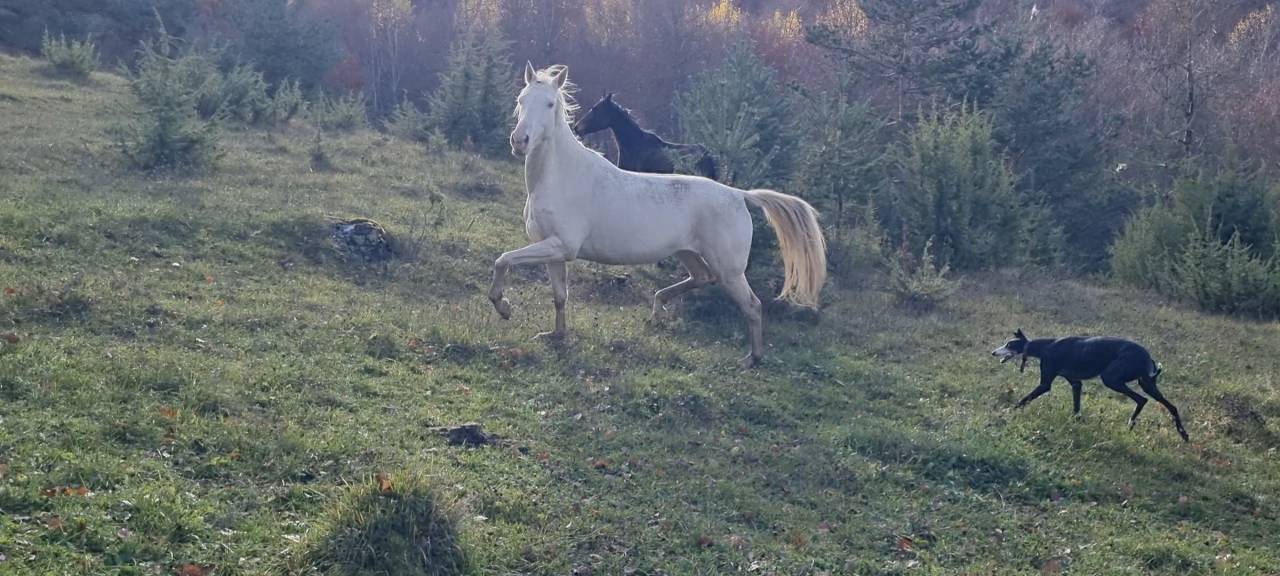 Mare Akhal Teke For sale 2021 Cremello