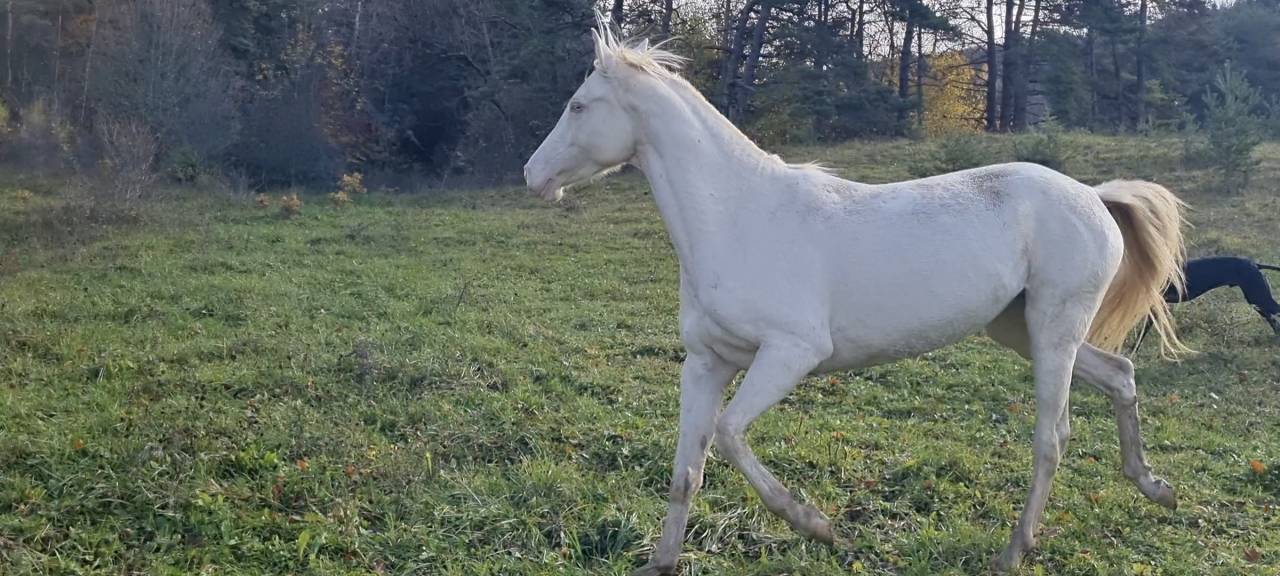 Mare Akhal Teke For sale 2021 Cremello
