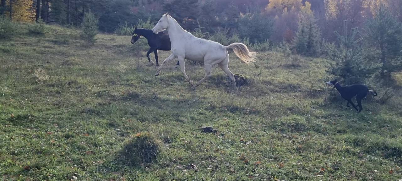 Mare Akhal Teke For sale 2021 Cremello