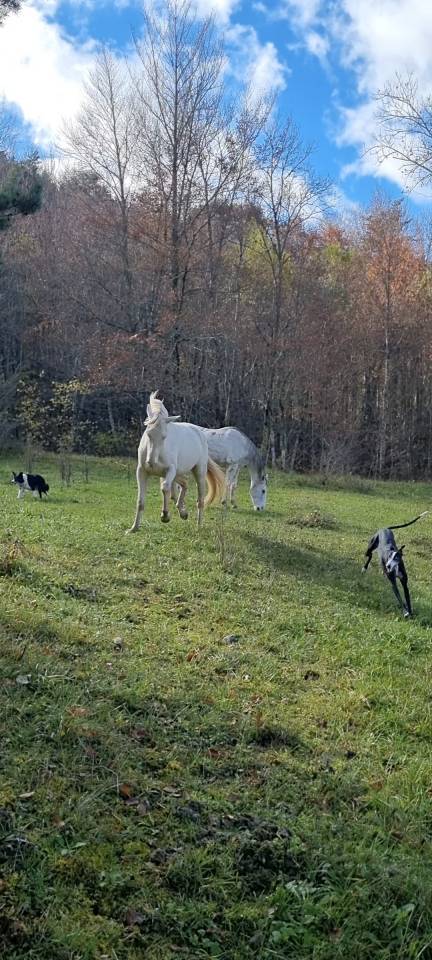 Mare Akhal Teke For sale 2021 Cremello