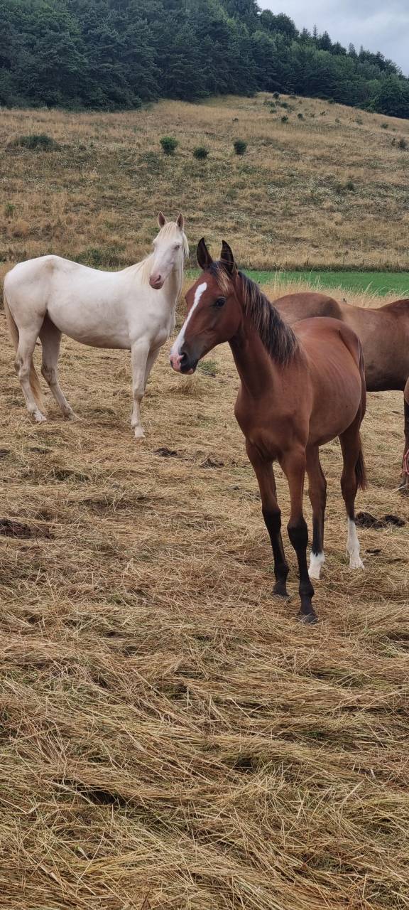 Filly Akhal Teke For sale 2024 Bay
