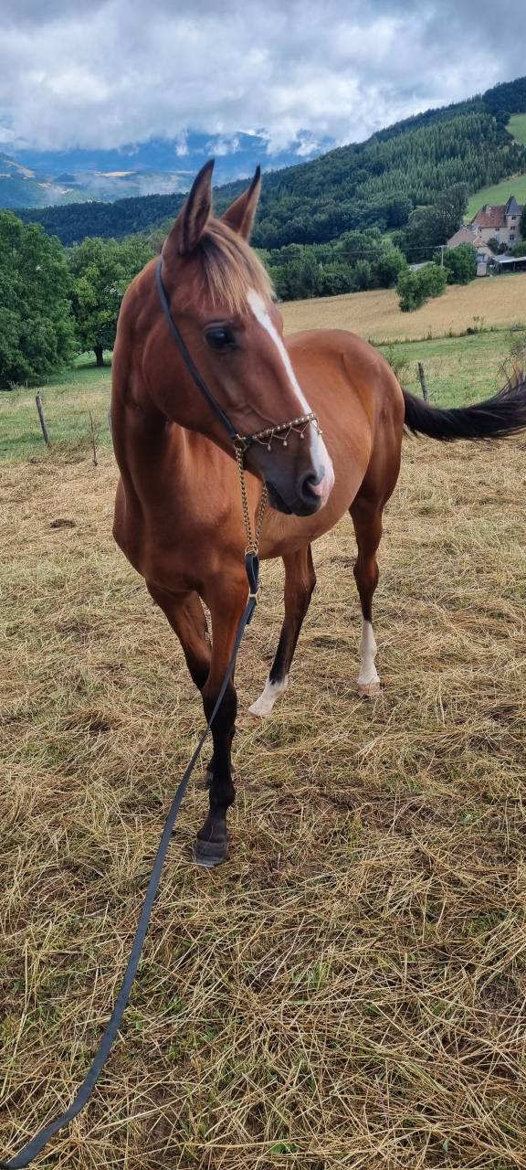 Filly Akhal Teke For sale 2024 Bay