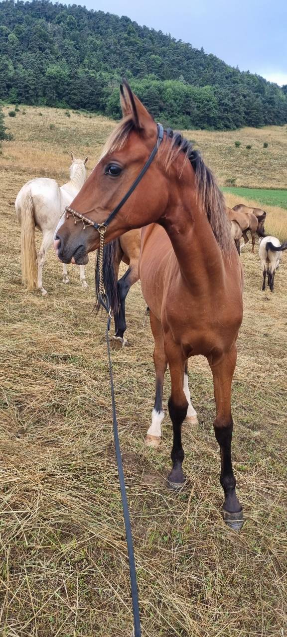 Filly Akhal Teke For sale 2024 Bay