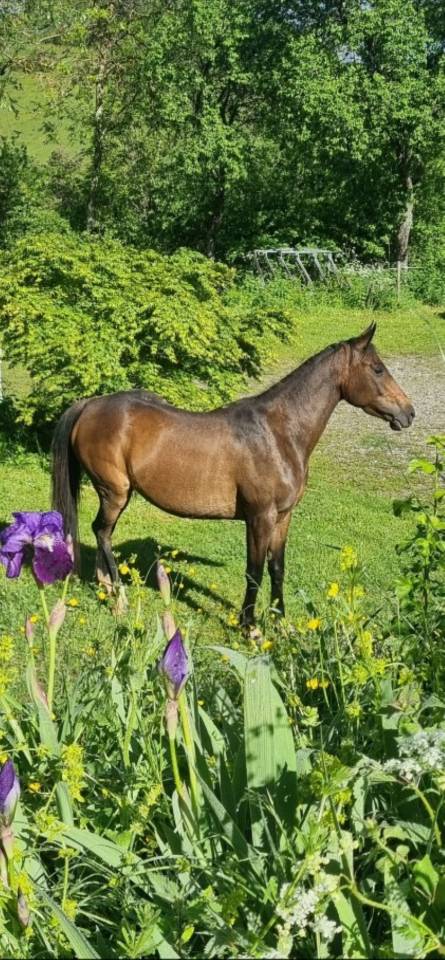 Mare Origin Recorded For sale 2021 Dark Bay