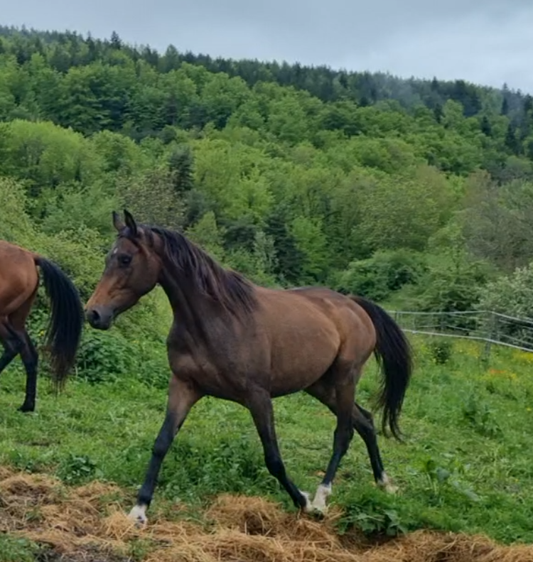 Mare Origin Recorded For sale 2021 Dark Bay