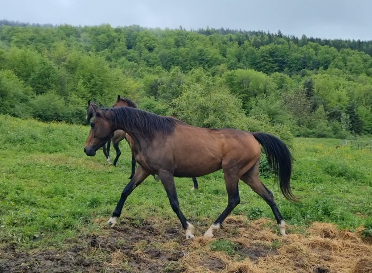 Mare Origin Recorded For sale 2021 Dark Bay