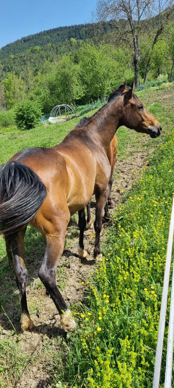 Mare Origin Recorded For sale 2021 Dark Bay