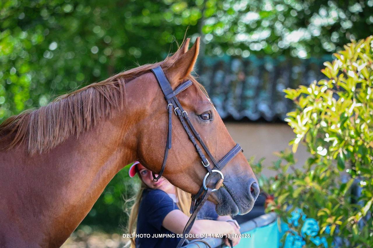 Mare Origin Recorded For sale 2021 Chesnut