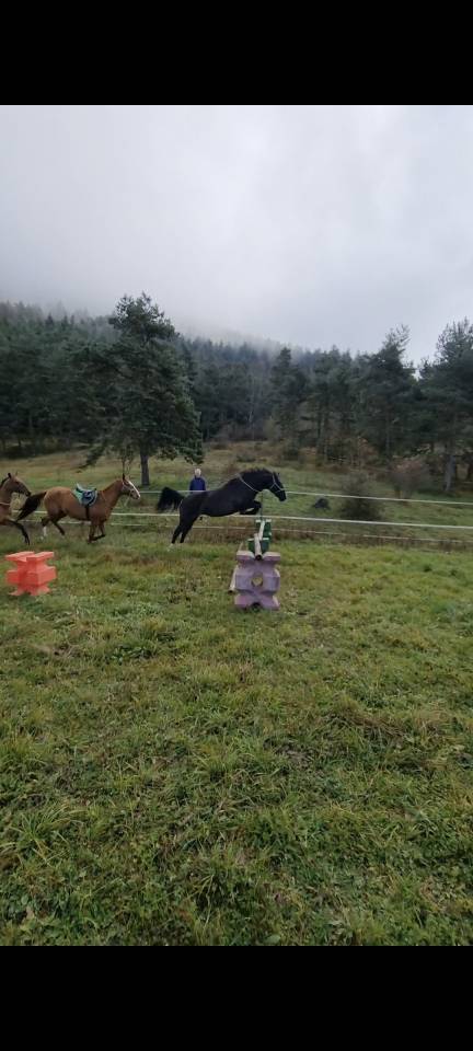 Mare Origin Recorded For sale 2018 Black