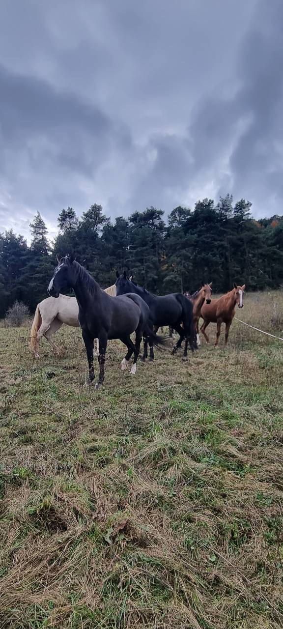 Mare Origin Recorded For sale 2018 Black