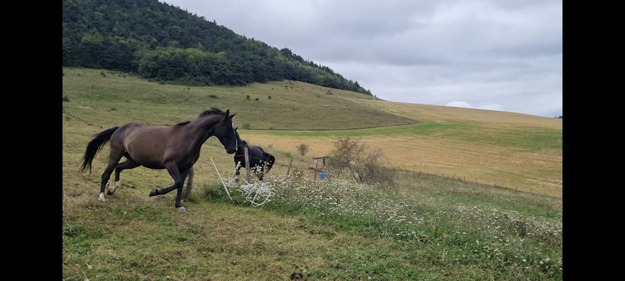 Mare Origin Recorded For sale 2018 Black