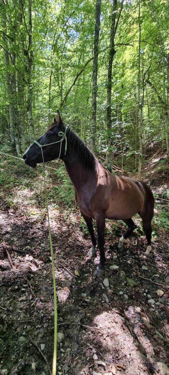 Mare Origin Recorded For sale 2018 Black