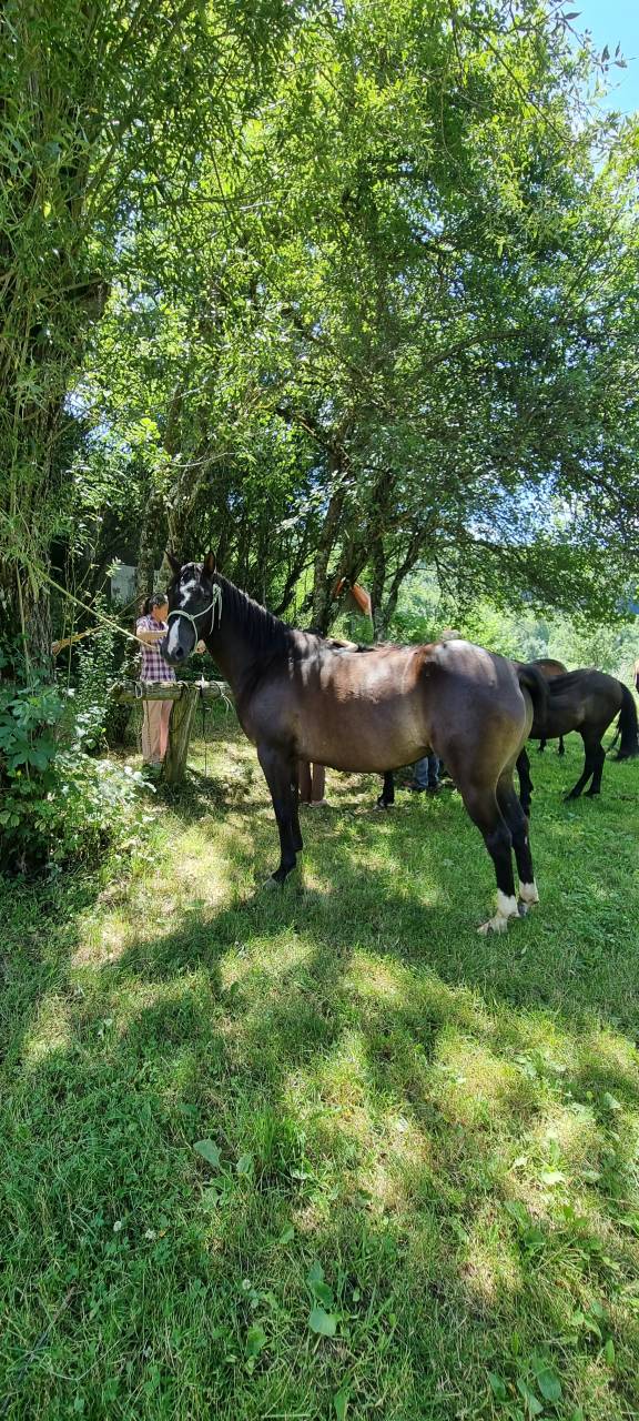 Mare Origin Recorded For sale 2018 Black