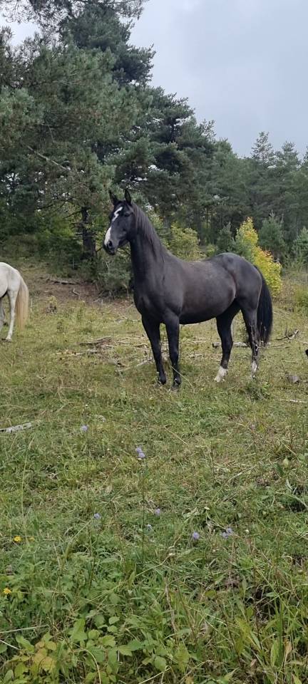 Mare Origin Recorded For sale 2018 Black