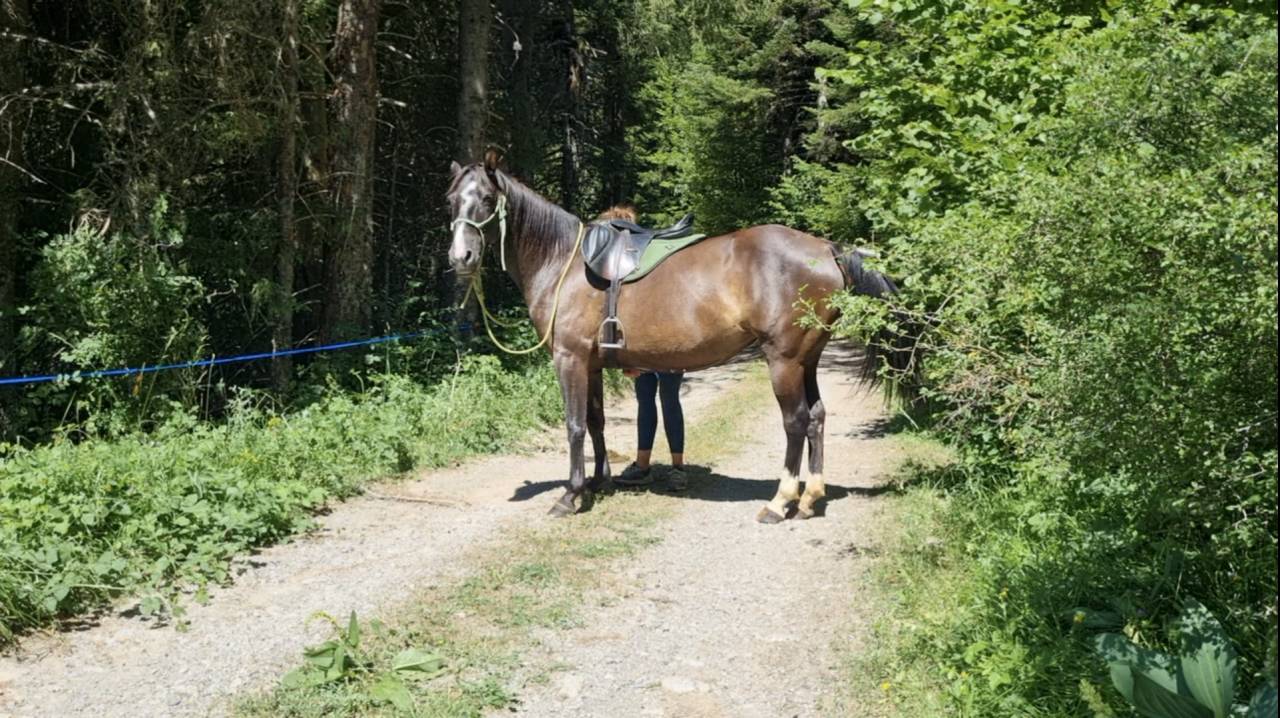 Mare Origin Recorded For sale 2018 Black