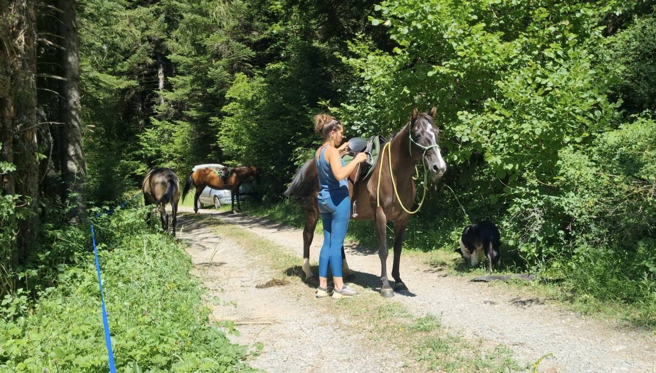 Mare Origin Recorded For sale 2018 Black